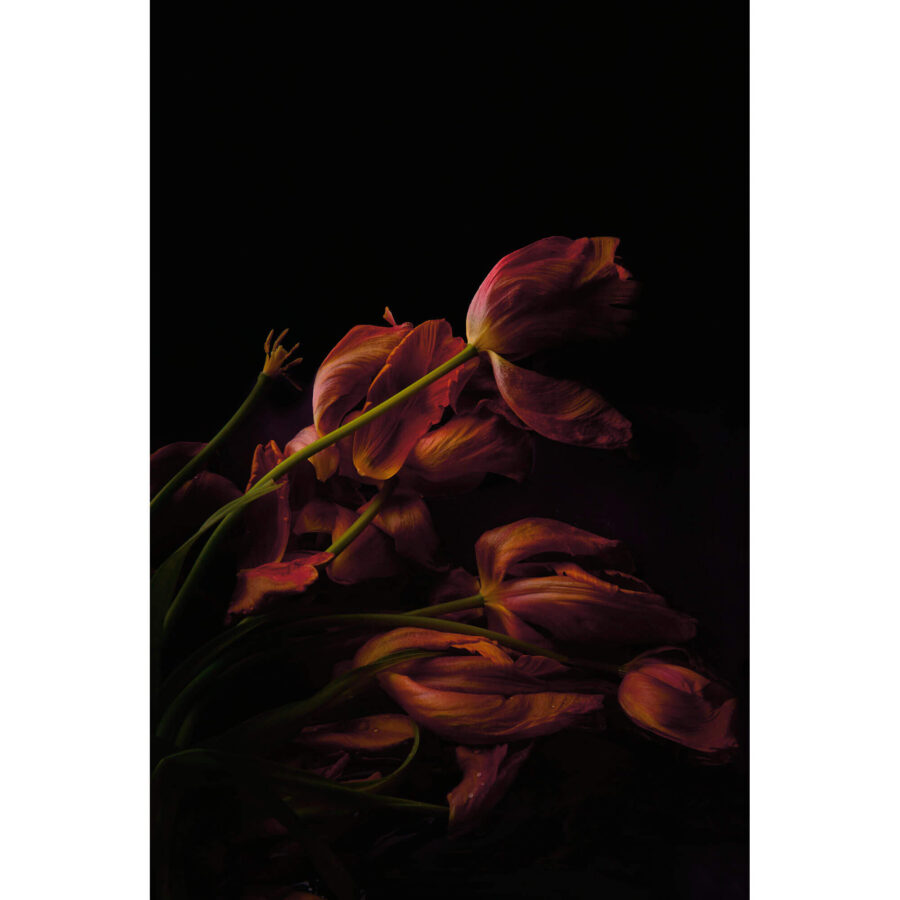 Andreas Huber: Tulpen / Acryl Fineart / 40 x 60 cm / 2017